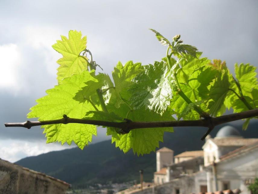 Il Nibbio - Soffitta Delle Ginestre Lejlighed Morano Calabro Eksteriør billede